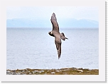 merikihu  Arctic Skua 0152 * 1195 x 900 * (88KB)